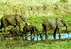 baby elephants