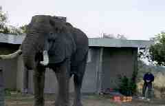 Janet and elephant at Ngorogoro Crater camp