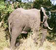 elephant in Hluhluwe NP