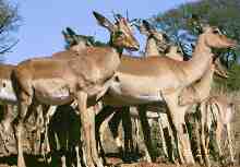 Impala in Hluhluwe NP