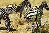 Zebra in the Serengeti