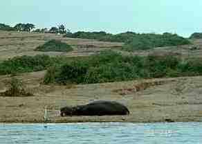 Hippo at Queen Elizabeth NP, Uganda